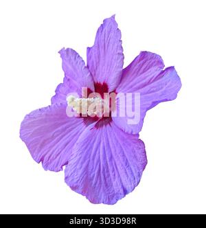 Nahaufnahme einer leuchtenden violetten Hibiskusblüte Rose von Sharon mit einem markanten roten Zentrum und weißem Pistil isoliert auf weißem Hintergrund mit Beschneidung Stockfoto