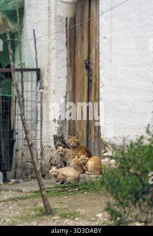 Herde von niedlichen braunen und weißen Katzen auf der Veranda vor dem Eingang Türen sitzen zu Haus im Dorf Stockfoto