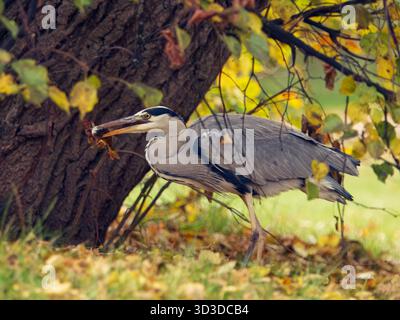 Der graue Reiher Ardea cinerea steht unter einem Baum mit goldenen Herbstblättern und hält seine Beute im Schnabel im Stromovka Park in Prag. Stockfoto
