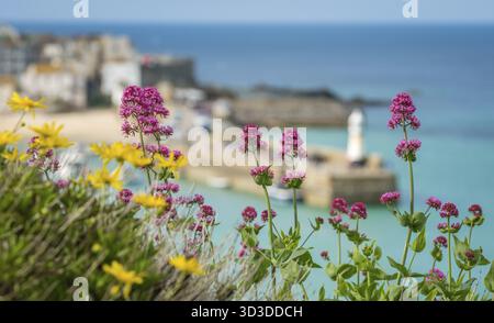 Rosafarbene und gelbe Blumen vor der unscharfen Bucht und dem Strand in St. Ives, Cornwall, England, Großbritannien Stockfoto