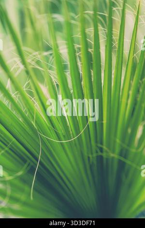 Nahaufnahme von einem grünen stacheligen Blätter eines Lemon Grass Stockfoto