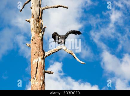 Ein wilder kalifornischer Kondor (Gymnogyps californianus), der auf einem toten Baum thront und seine Flügel nahe dem Nordrand des Grand Canyon ausbreitet Stockfoto