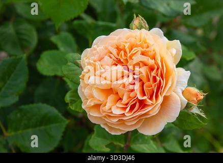 Nahaufnahme einer englischen Aprikosen-Kletterrose, „Kronprinzessin von Margaret“, blüht in einem Frühlingsgarten vor einem verschwommenen Hintergrund grüner Blätter W Stockfoto