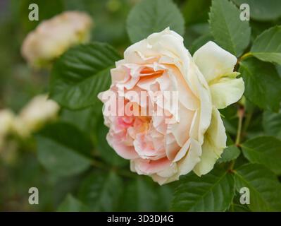 Nahaufnahme David Austin White and Pink Rose Knospe im Garten mit Kopierraum für Text. Floraler Hintergrund für Urlaub, Schönheit und Natur. Stockfoto