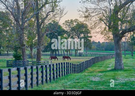 Zwei Vollblutpferde auf einer Pferdefarm in Zentral-Kentucky. Stockfoto