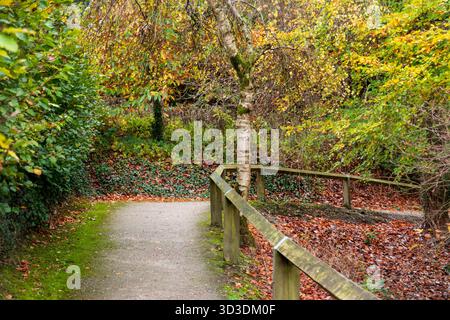 Wanderweg im Herbstwald Park in Heywood Gardens, Co Laois, Irland Stockfoto