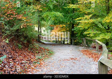 Wanderweg im Herbstwald Park in Heywood Gardens, Co Laois, Irland Stockfoto