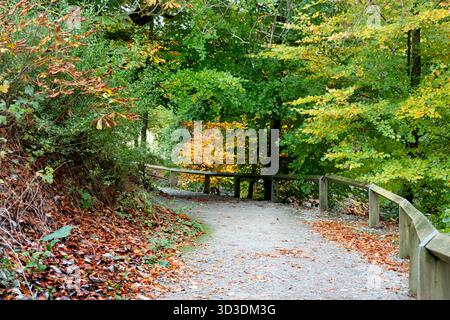 Wanderweg im Herbstwald Park in Heywood Gardens, Co Laois, Irland Stockfoto