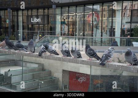 Eine Reihe von Tauben auf einer Betongeländer vor einem Buchladen mit Glasfassade im Zentrum von Budapest. Stockfoto