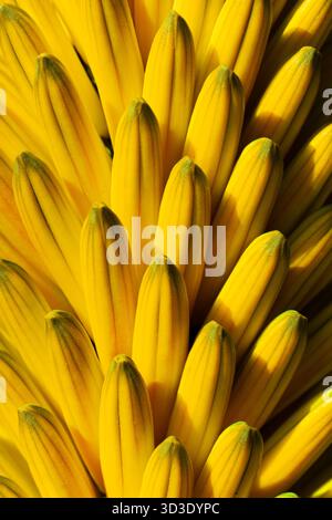 Abstrakte Darstellung der Aloe Ferox-Blüte Stockfoto
