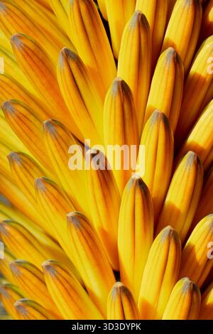 Abstrakte Darstellung der Aloe Ferox-Blüte Stockfoto