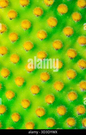 Nahaufnahme eines Kaktus oputnia-Mikrodys. Makrobild der Stacheln eines Kakteen. Stockfoto