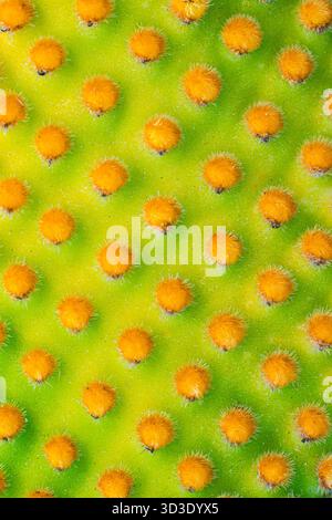 Nahaufnahme eines Kaktus oputnia-Mikrodys. Makrobild der Stacheln eines Kakteen. Stockfoto