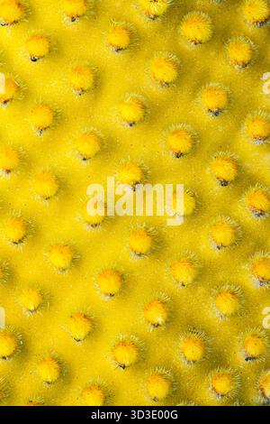 Nahaufnahme eines Kaktus oputnia-Mikrodys. Makrobild der Stacheln eines Kakteen. Stockfoto