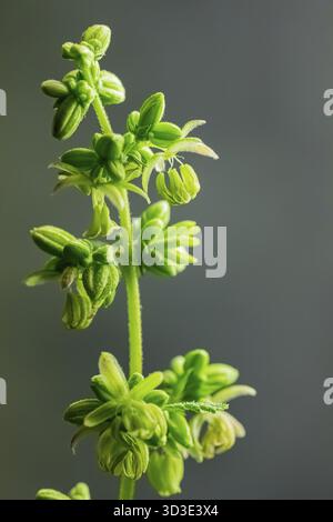 Close up verschwommenen Hintergrund männlichen Cannabis Pflanzen mit Pollen Säcke hingen eine Zweigniederlassung Stockfoto