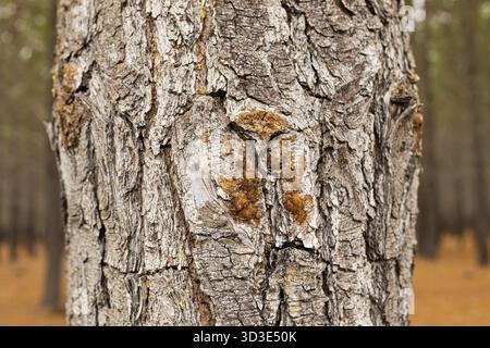 Makroaufnahme von Rinde und Harz in der Pine Forest Plantation in Kapstadt, Kapstadt, Südafrika Stockfoto