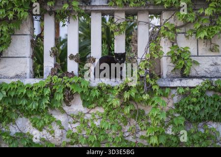 Süße kleine schwarze Katze sitzt auf einem Haus Garten Wand unter Efeu Blätter Stockfoto