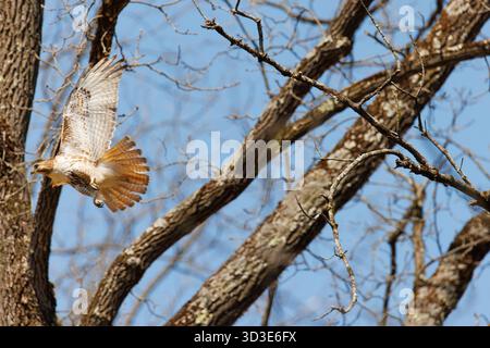 Rotschwanzfalke sitzt in einem Baum auf der Suche nach Beute Stockfoto
