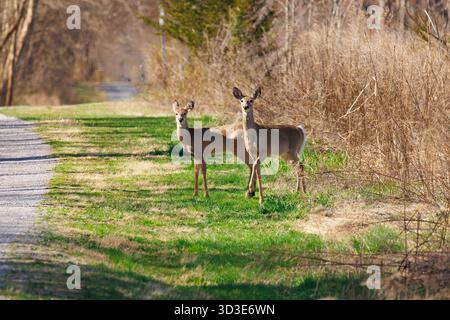 Weißschwanzhirsche, die aus der Bürste auf ein Feld kommen und auf die Kamera blicken Stockfoto