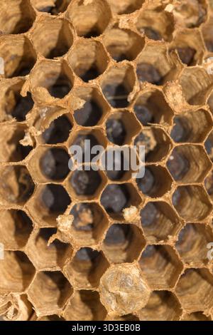 Extreme Makronaht eines beschädigten, alten Wespennest-Kamms. Das Bild zeigt das komplexe, natürliche sechseckige Muster und die braune, papierige Textur der Zellen Stockfoto