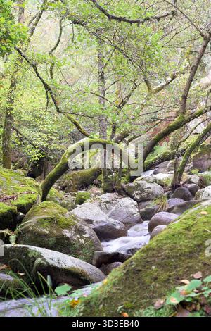 Eine bezaubernde Waldszene mit einem kleinen Fluss, der über moosbedeckte Felsbrocken und Felsen fließt. Ein bogenförmiger, moosiger Baumstamm umrahmt das Wasser, Crea Stockfoto
