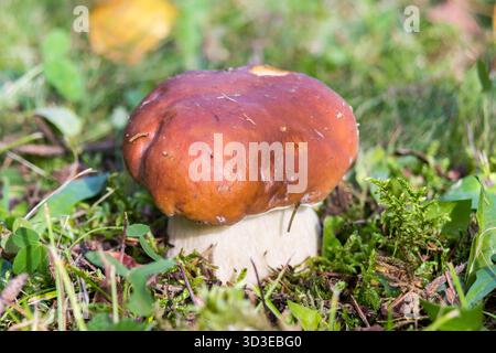 Boletus edulis, bekannt als cep, Penny Brötchen, Stachelschwein Stockfoto