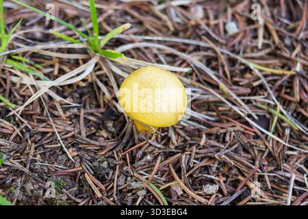 Leucocoprinus birnbaumii, allgemein bekannt als Blumentopf-Parasol, gelber Schirm, Blumentopf-Parasol oder Plantpot-Dapperling Stockfoto