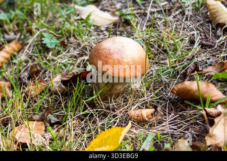 Boletus edulis Pilz, auch bekannt als Pfennig-Brötchen oder Stachelschweine, die im wald wachsen Stockfoto