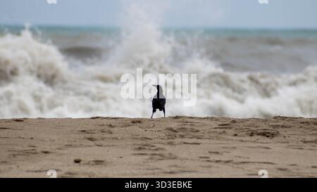 Ein Quiscalus mexicanus steht am Strand mit abstürzenden Wellen des Ozeans im Hintergrund Stockfoto
