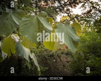 Aus nächster Nähe sehen Sie Lindenblätter (Tilia), die an einem Zweig hängen, mit herzförmigen Klingen und starkem Eifer bei weichem Tageslicht. Grünes Laub füllt das f Stockfoto