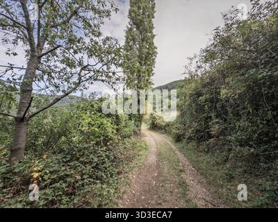 Ein schmaler Feldweg schlängelt sich durch das Grün des Berges Rudnik, Serbien. Der bewaldete Wanderweg führt zwischen Wald und Wiesen unter bewölktem Himmel Stockfoto