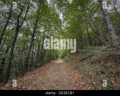 Von Bäumen gesäumter Schotterweg in den Rudnik-Bergen in Zentralserbien. Gefallene Blätter und ein dichtes Buchendach bilden einen grünen Tunnel, der in den Wald führt Stockfoto