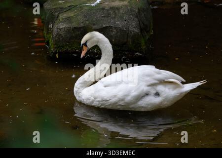 Der weiße Schwan schwimmt im Wasser. Stockfoto