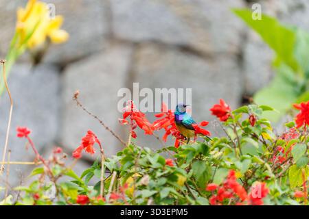 Variabler oder gelbbrüsiger sunbird oder Cinnyris venustus im Garten in Ruanda Stockfoto