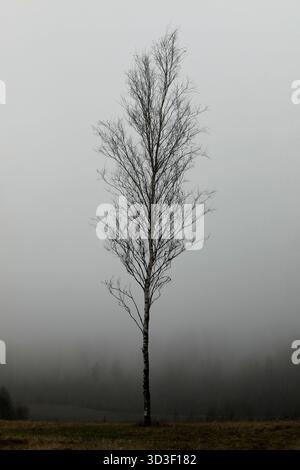 Einsame Birke, Betula, an einem nebligen, dunklen Tag des frühen Winters in Finnland. Stockfoto
