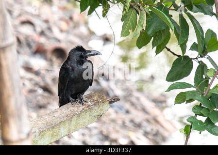 Schwarze Krähe Auf Holzbalken In Der Nähe Von Blättern Am Wasser, Natürliche Outdoor-Szene Stockfoto