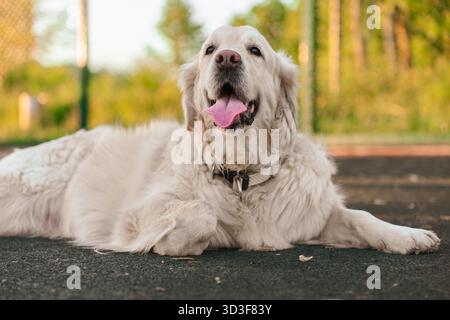 Ein großer Hund mit der Zunge, die draußen vor Erschöpfung hängt Stockfoto