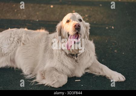 Ein großer Hund mit der Zunge, die draußen vor Erschöpfung hängt Stockfoto