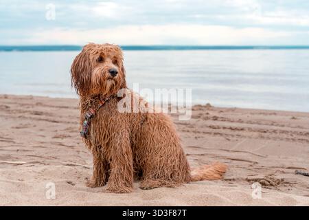 Porträt Eines braunen Labradoodle- oder Cavapoo-Hundes mit lockigen Haaren am Strand am Meer, nasse Wolle Stockfoto