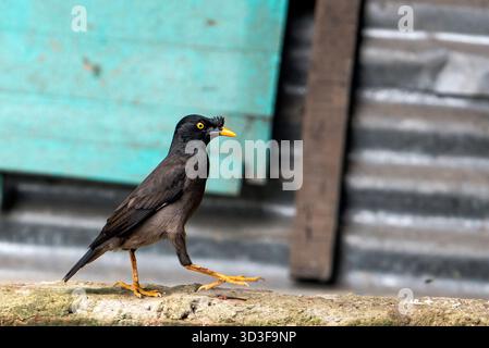 Dschungel-Myna-Spaziergang auf verwitterter Mauer in urbaner Umgebung mit leuchtendem gelbem Schnabel Stockfoto