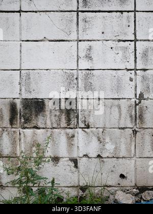 Vertikale alte weiße Ziegelwand mit winziger Pflanze auf dem Boden Stockfoto