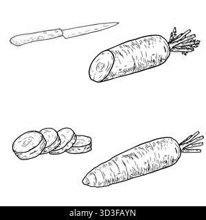Reife Karotten, ganz und in Scheiben geschnitten und geschnitten, schwarz-weiß lackiert. Vektorabbildung. Bauerngemüse und Messer, das Set ist isoliert auf weißem Rücken Stock Vektor