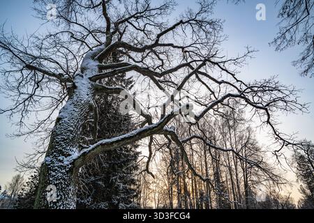 Grunge-Bild von dunklem Wald, perfekter halloween-Hintergrund Stockfoto