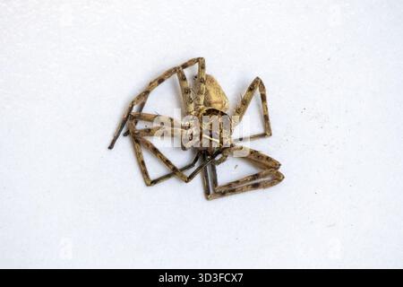 Eine tote Huntsman Spider (Familie der Sparassidae), auch bekannt als Giant Crab Spider, liegt auf einer weißen Oberfläche. Detaillierte Fotografie des Arachnidenexemplars Stockfoto