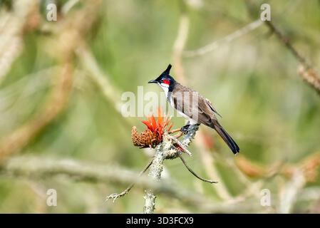 Rot-Whiskered Bulbul auf Zweig mit hellen roten Blumen im Grünen Wald Stockfoto
