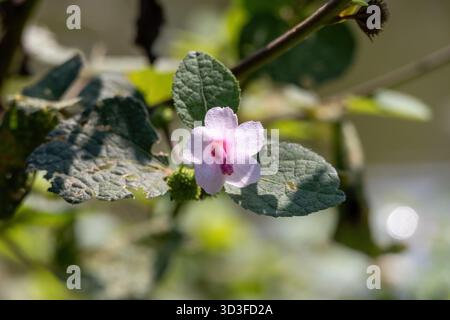 Wunderschönes Nahfoto der rosafarbenen Caesarweed Blume (Urena lobata) oder Hibiscus Bur, die wild auf einer sonnigen ländlichen Straße in Bangladesch blüht. Details Stockfoto