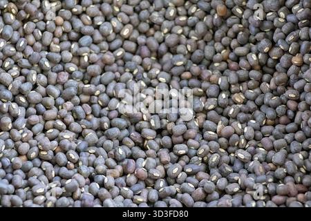Nahaufnahme, Vollbild-Textur-Hintergrund von ganzen schwarzen Gramm-Linsen (Vigna mungo), allgemein bekannt als Urad Dal oder Mashkalai Dal, zeigt den Detaile Stockfoto