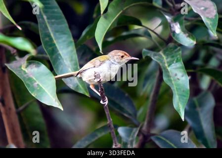 Winziger Zailorbird auf Einem Zweig zwischen grünen Blättern in Einer ruhigen Naturszene Stockfoto