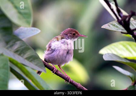 Winziger Zailorbird auf Einem Zweig zwischen grünen Blättern in Einer ruhigen Naturszene Stockfoto