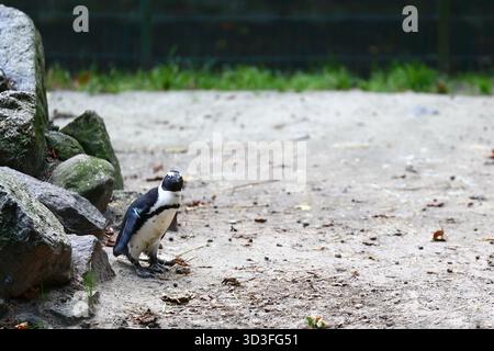 Ein afrikanischer Pinguin, der auf dem Boden in der Nähe der Felsen steht Stockfoto
